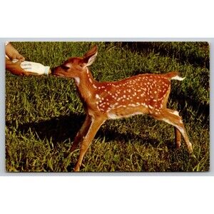 Postcard Wyoming Cody Deer Fawn with Spots Bottle Feeding Posted 1974 LOVE Stamp